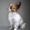 Papillon Puppies for Sale