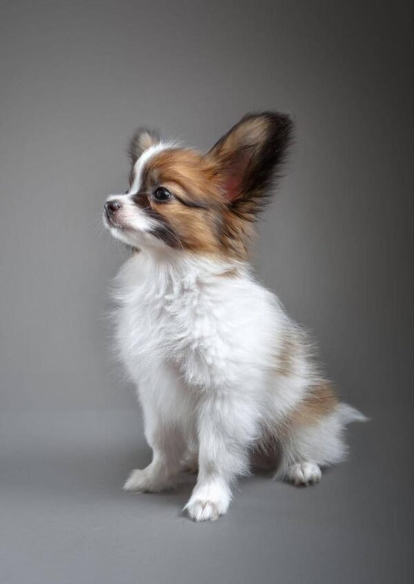 Papillon Puppies for Sale