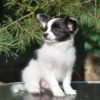 Papillon Puppies for Sale