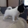 Papillon Puppies for Sale