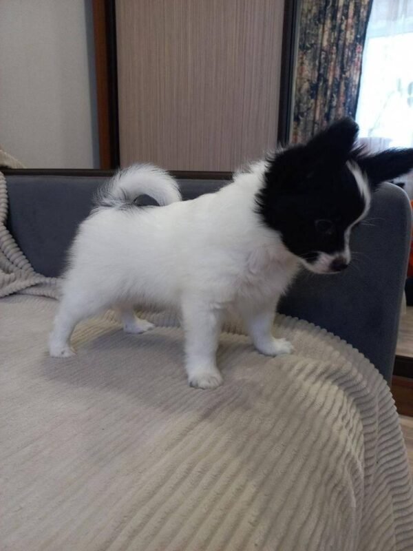 Papillon Puppies for Sale