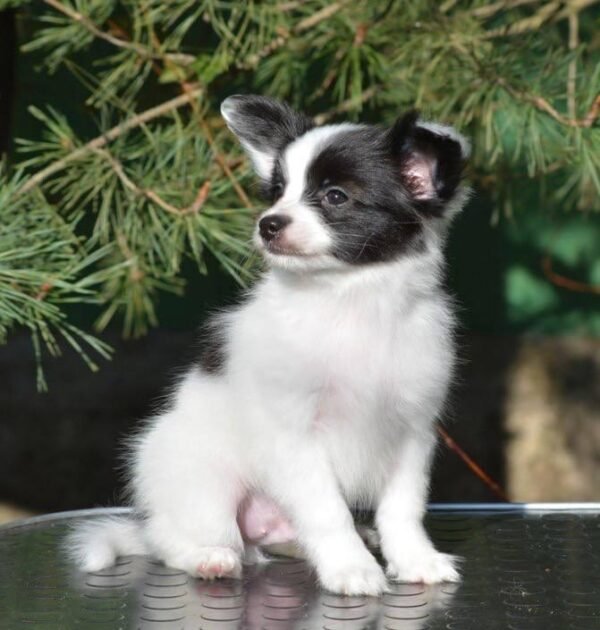 Papillon Puppies for Sale