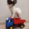 Papillon Puppies for Sale
