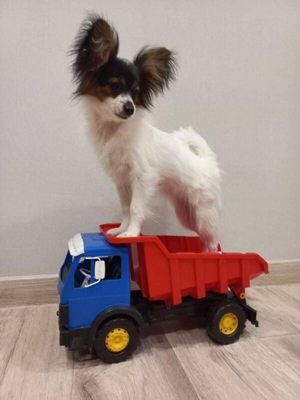 Papillon Puppies for Sale