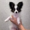 Papillon Puppies for SalePapillon Puppies for Sale