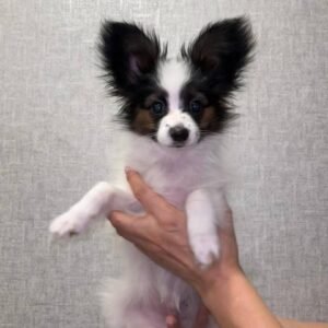 Papillon Puppies for SalePapillon Puppies for Sale