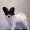 Papillon Puppies for Sale