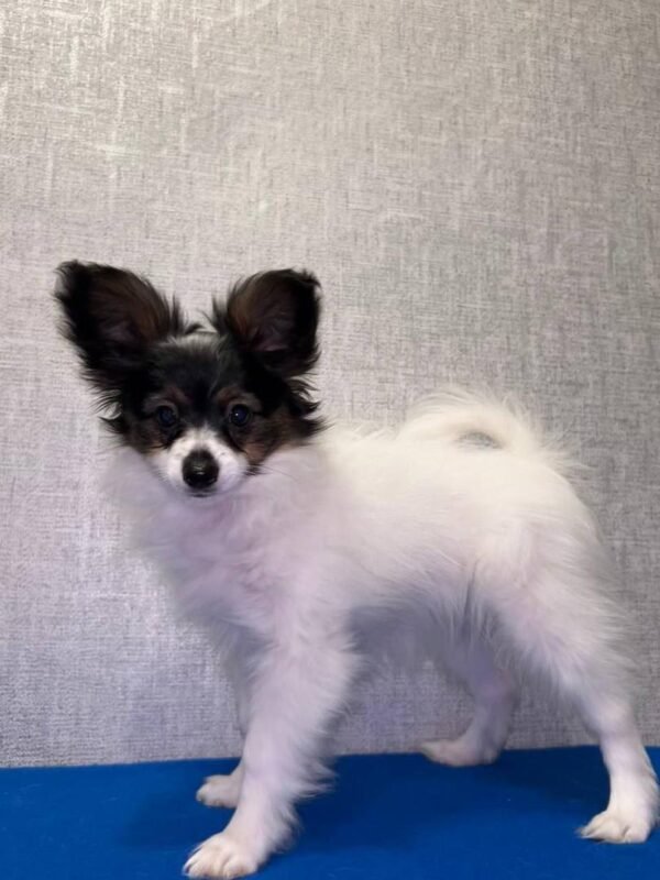 Papillon Puppies for Sale