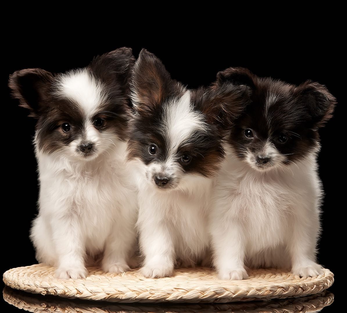 butterfly dogs for sale