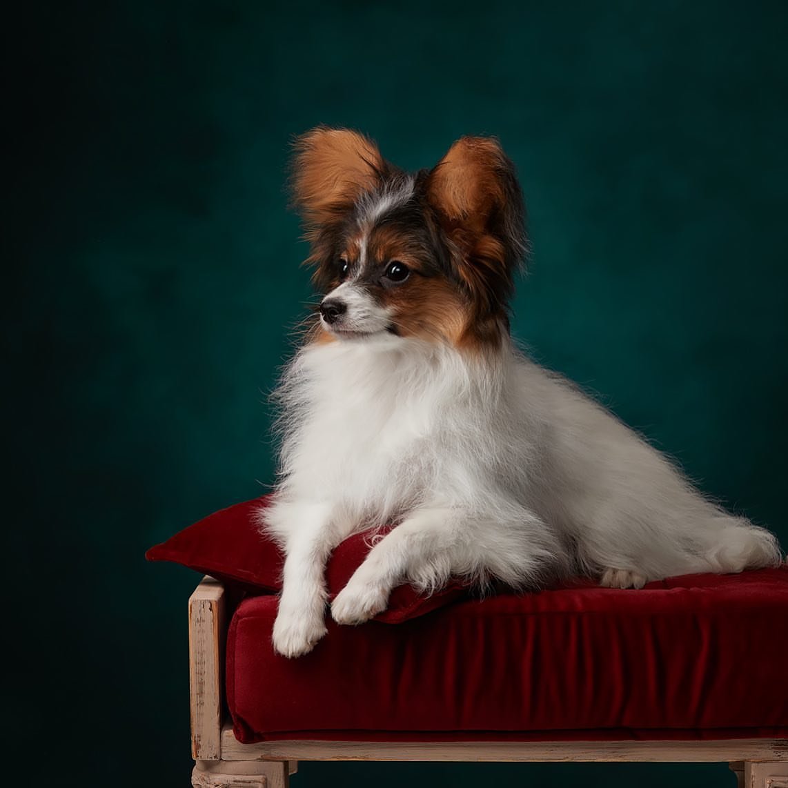 Papillon Puppies for Sale