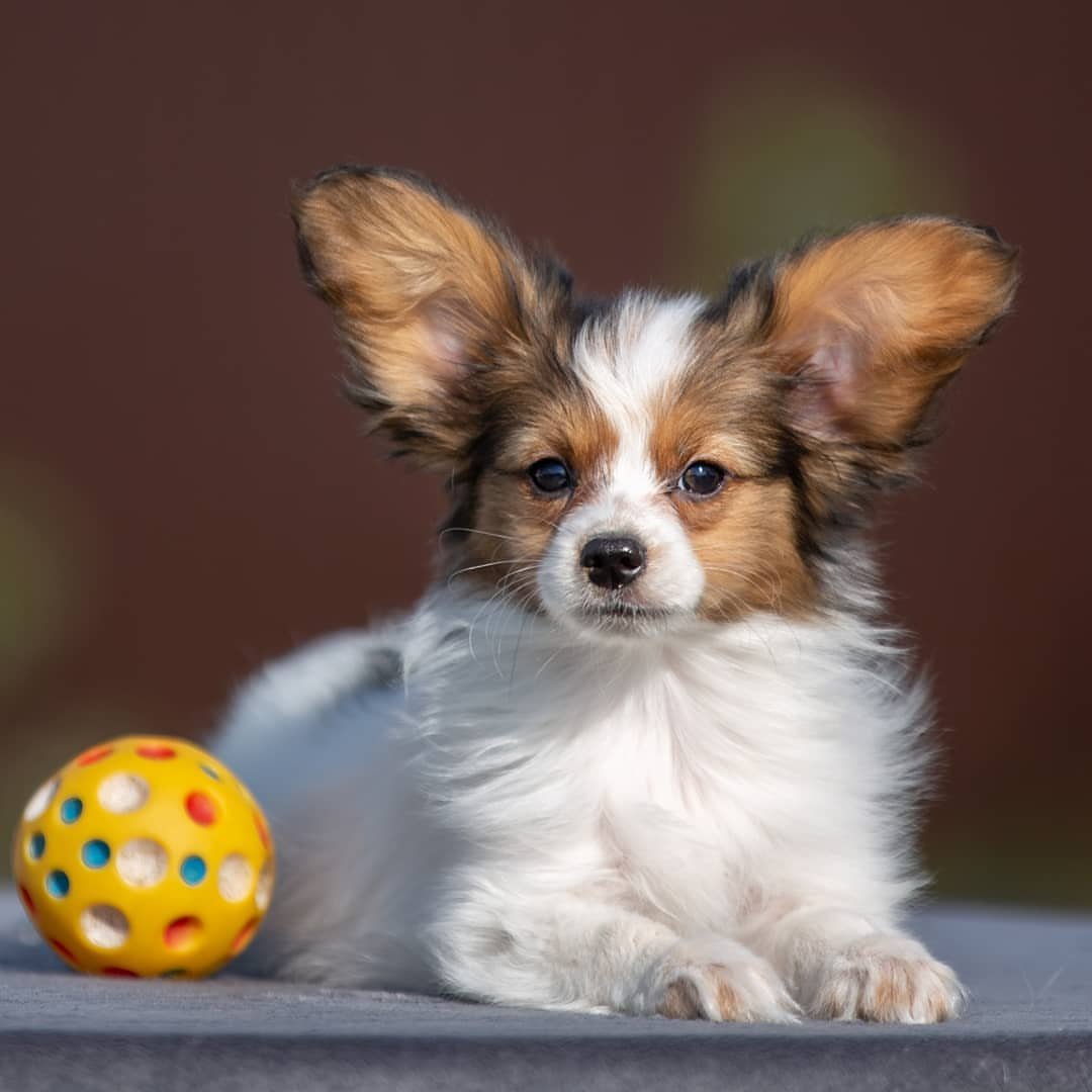 Papillon Puppies for Sale