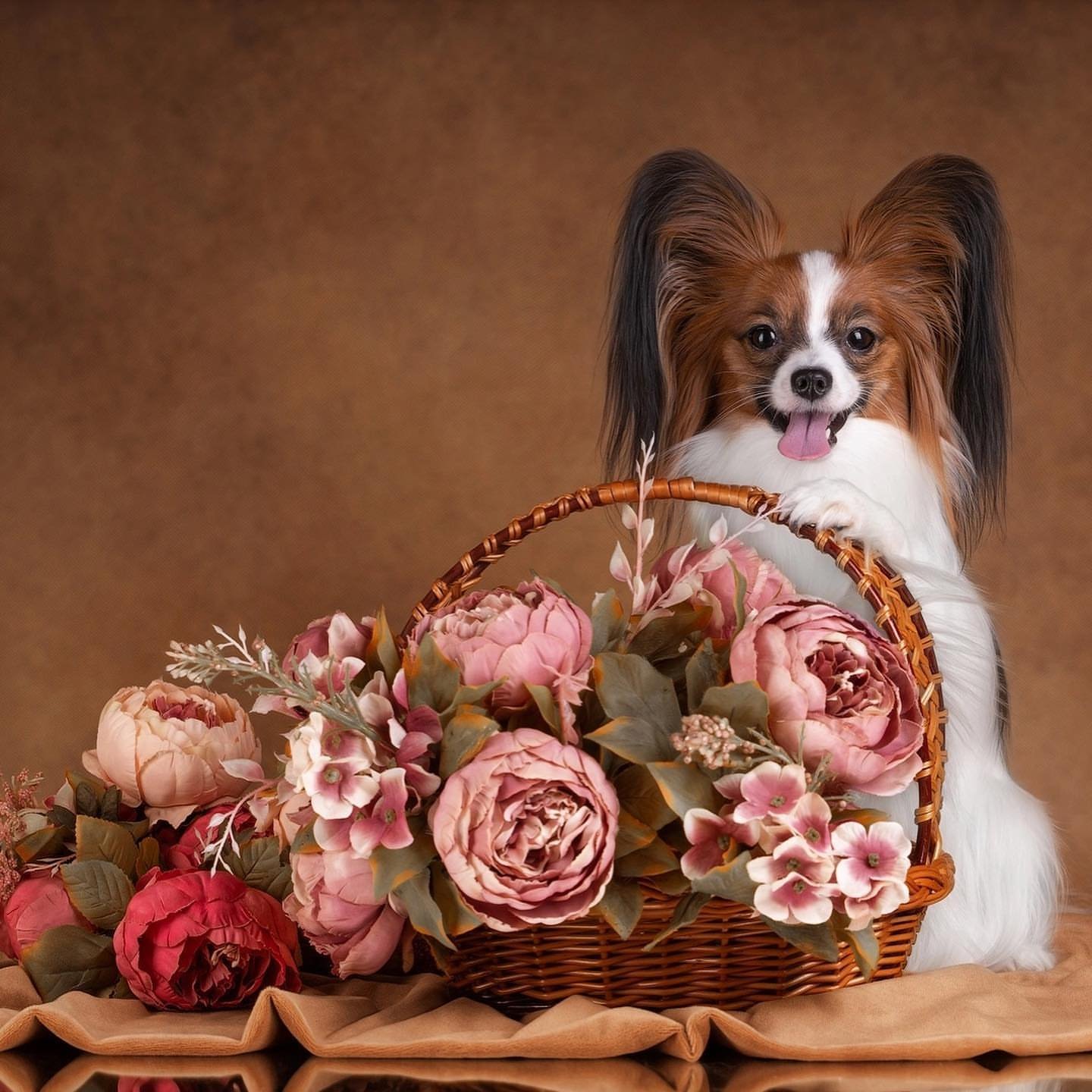 Papillon Puppies for Sale