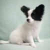 Papillon Puppies for Sale