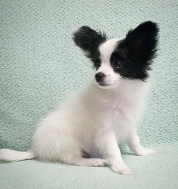 Papillon Puppies for Sale