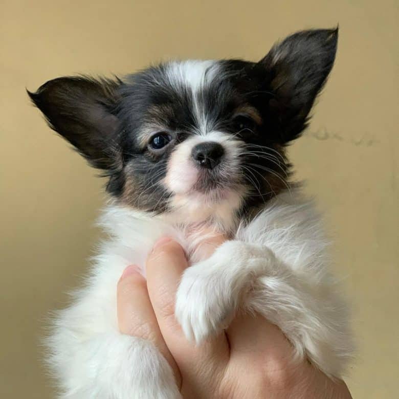 Papillon Puppy for Sale